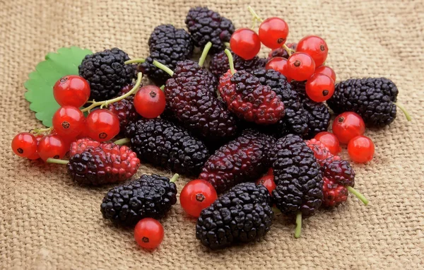 Sweet mulberry and red currants — Stock Photo, Image