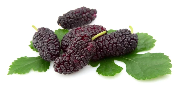 Mulberry — Stock Photo, Image