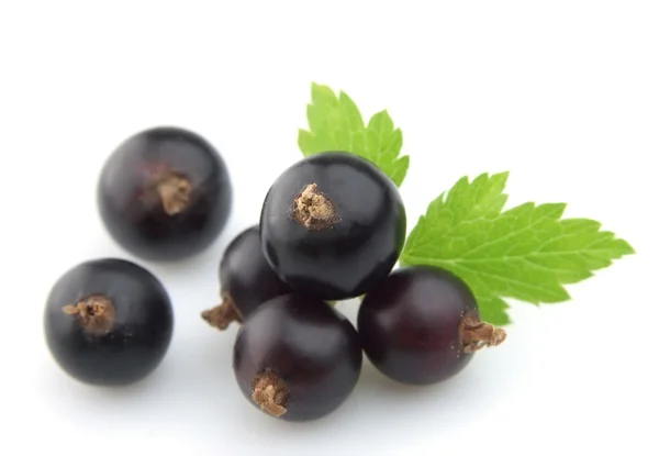 Black currant with leafs — Stock Photo, Image