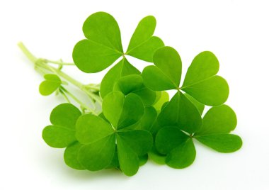 Leaf clover clipart