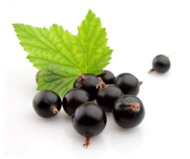 Black currant with leafs clipart