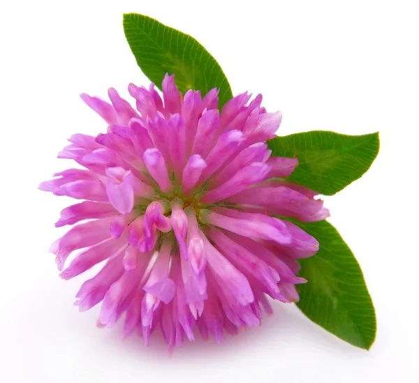 Clover flower — Stock Photo, Image