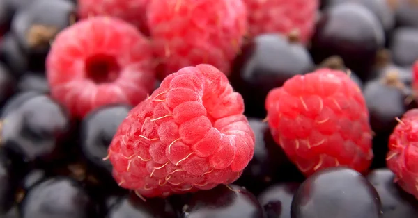 Малиновые и смородиновые ягоды — стоковое фото