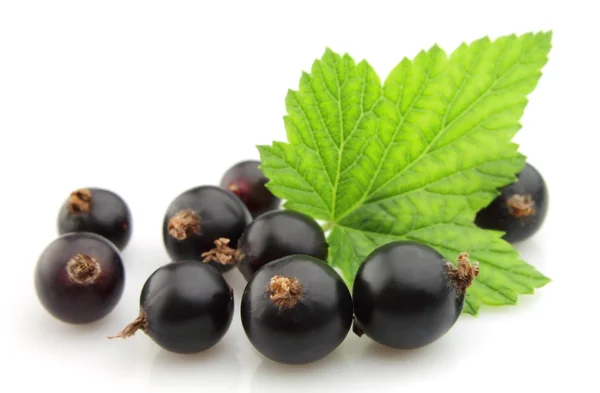 Black currant with leafs — Stock Photo, Image