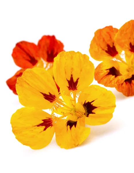 Nasturtium blommor — Stockfoto