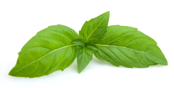 Fresh basil leaves — Stock Photo, Image