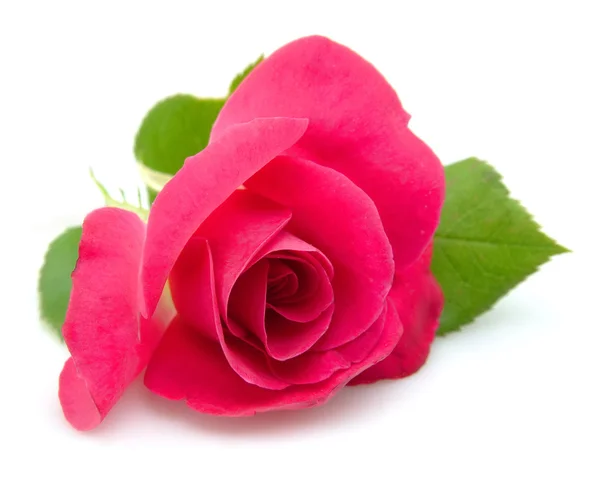 Ροζ τριαντάφυλλο στο closeup — Φωτογραφία Αρχείου