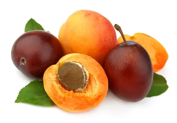 Apricot and plums — Stock Photo, Image