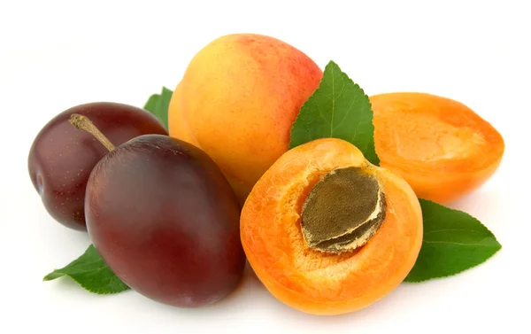 Abricot et prunes — Photo