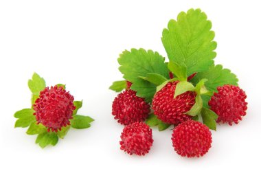 Wood wild strawberry clipart