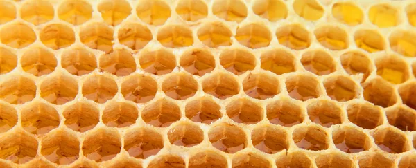 Honningtavle – stockfoto