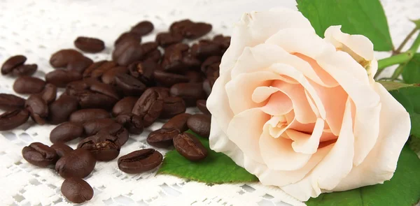 Zrna kávy s bílou růží — Stock fotografie