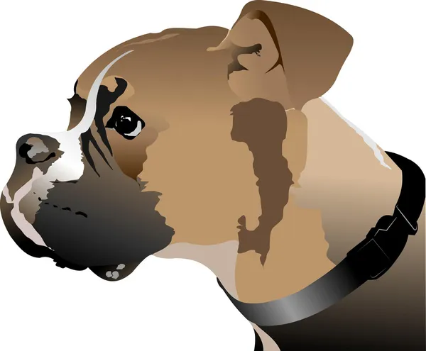 Cabeza de perro boxeador. Ilustración vectorial — Vector de stock