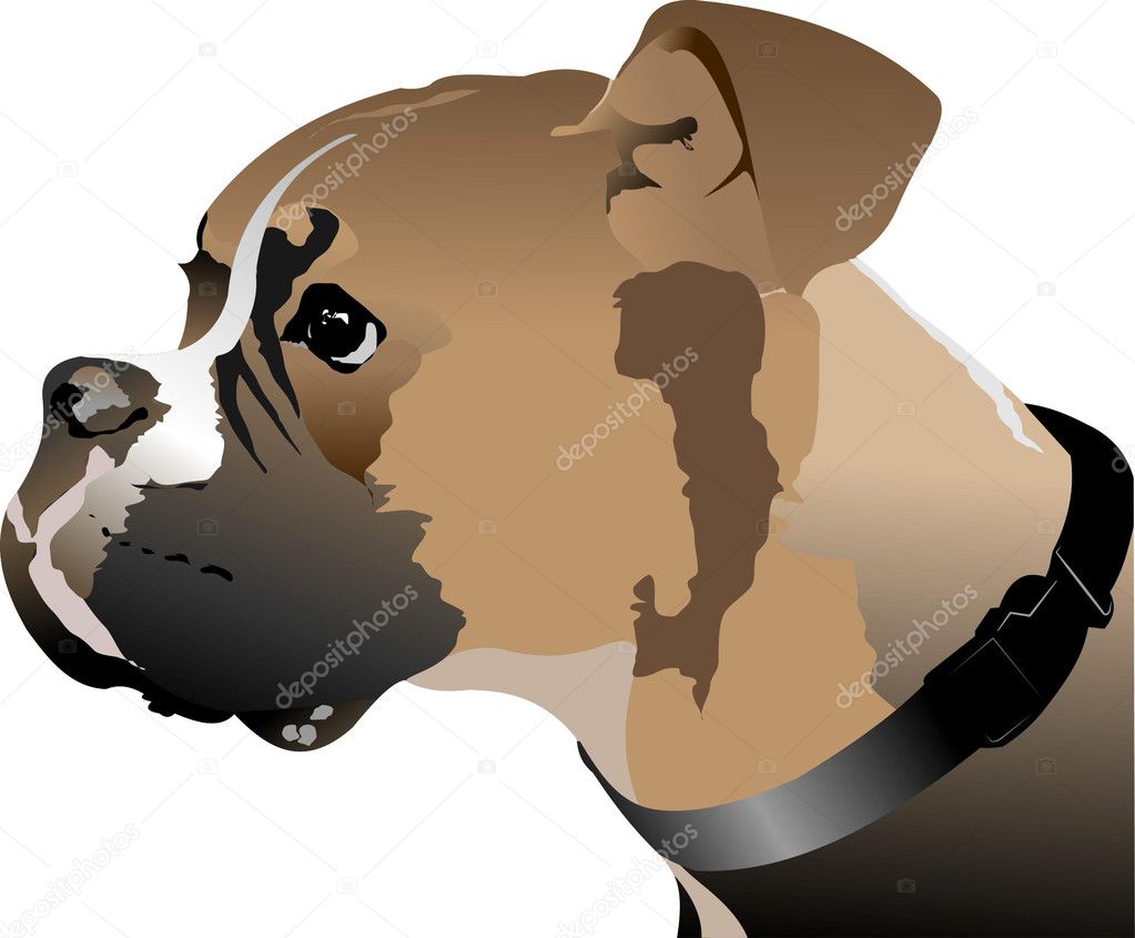Boxer dog head. Vector illustration