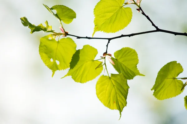 Green tilia leaves — Stock Photo, Image