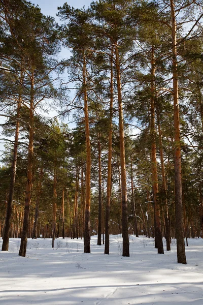 Paysage hivernal avec forêt de pins — Photo