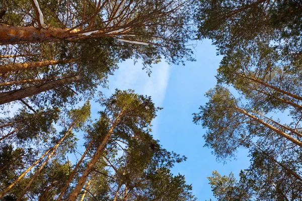 冬の日の松林 — ストック写真