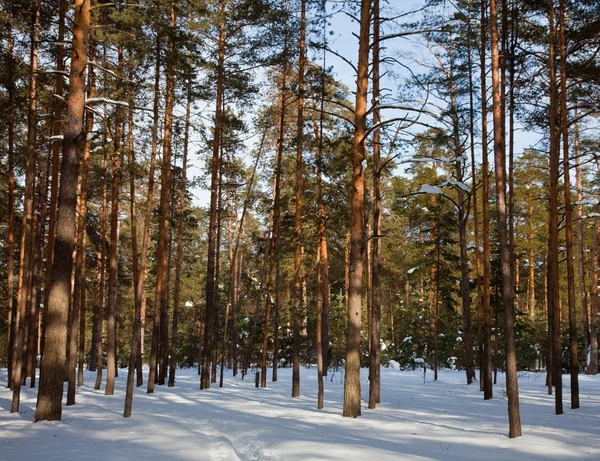 Сосновый лес в морозный день — стоковое фото