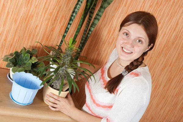 Женщина пересаживает кактус пахиподия — стоковое фото