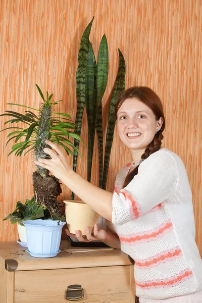 Женщина пересаживает кактус пахиподия — стоковое фото