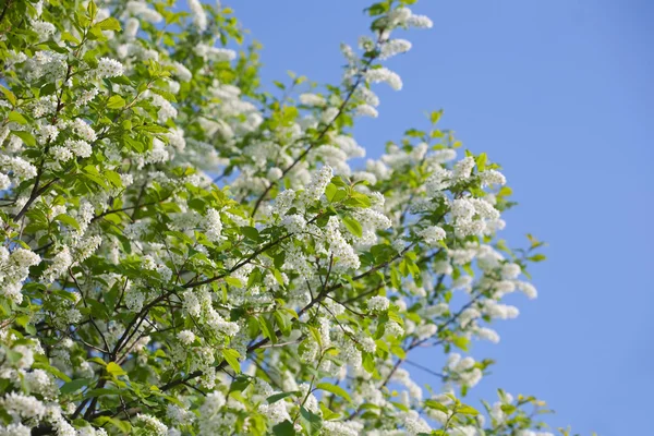 Wild cherry in spring — Stock Photo, Image