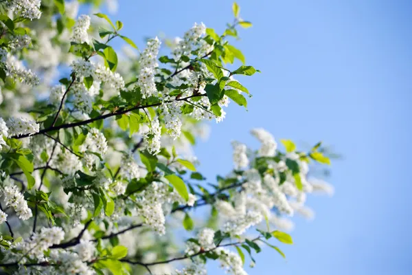 Divoká třešeň na jaře — Stock fotografie