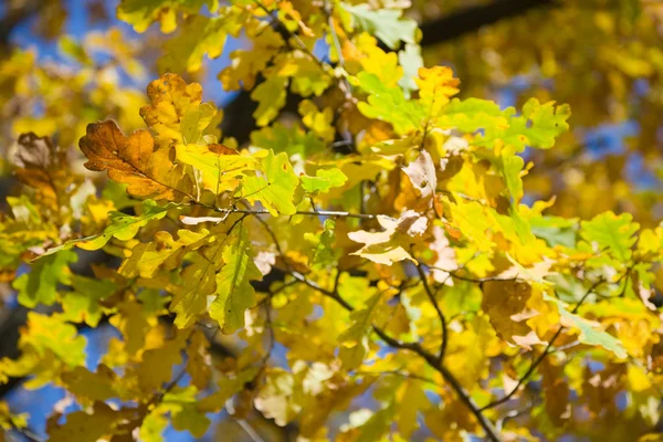 Autumn oak tree leaves — Stock Photo, Image