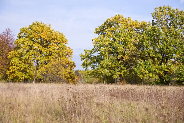 September landschap met bomen — Stockfoto