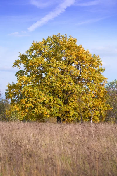 Un meraviglioso albero autunnale — Foto Stock