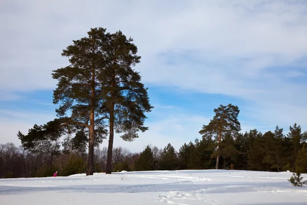 Zimní krajina s borovicemi — Stock fotografie