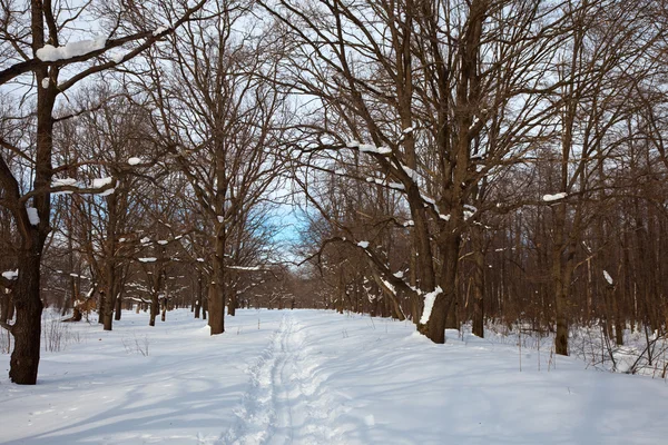 Oak forest v zimě — Stock fotografie
