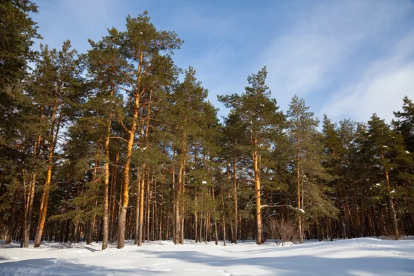 Pine bomen in zon winterse dag — Stockfoto
