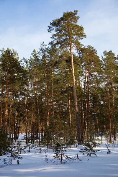 Zimní krajina s borovým lesem — Stock fotografie
