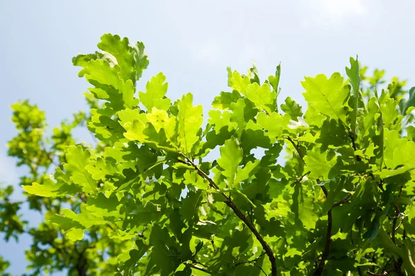 Leaves of oak in spring — Stock Photo, Image