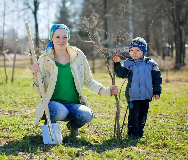 Rodina, výsadba stromu — Stock fotografie