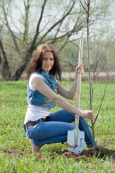 Donna di mezza età piantare albero — Foto Stock