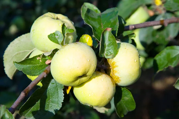 Manzanas en la rama — Foto de Stock