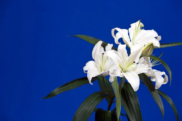 Lily on blue — Stock Photo, Image