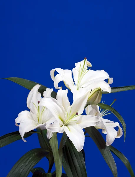 White lily on blue — Stock Photo, Image