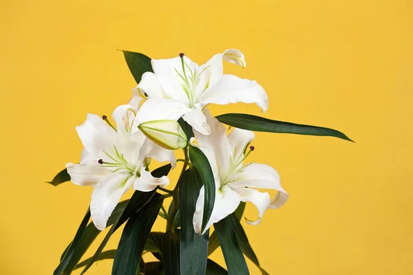 Closeup of white lily — Stock Photo, Image