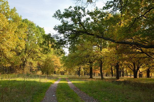 Дубовый лес осенью — стоковое фото