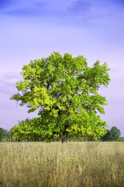 Summer landscape with oak Summer landscape with oak — Stock Photo, Image