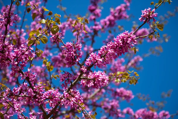 Kwitnąca judaszowiec południowy planu — Zdjęcie stockowe