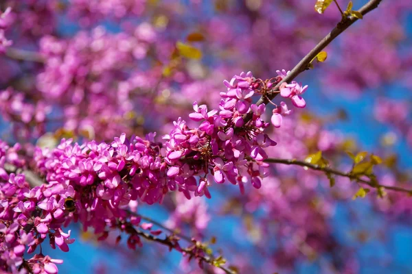 Cercis siliquastrum à fleurs violettes — Photo