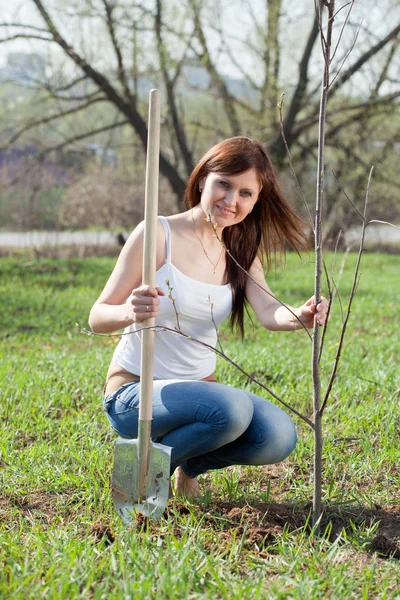 Женщина сажает дерево на открытом воздухе — стоковое фото