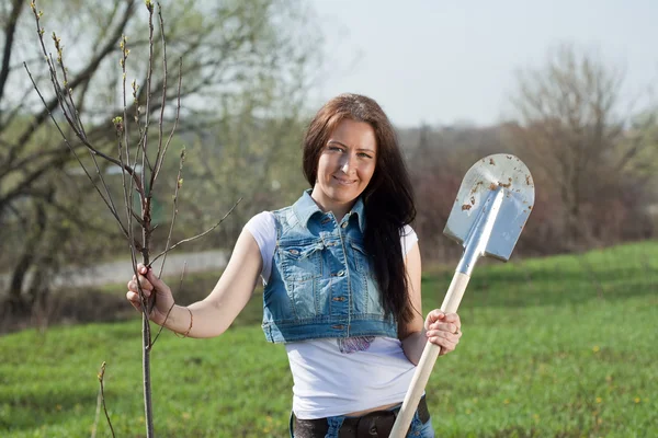 Jardineiro feminino árvore de plantio — Fotografia de Stock