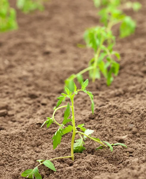 stock image Tomato spouts in ground