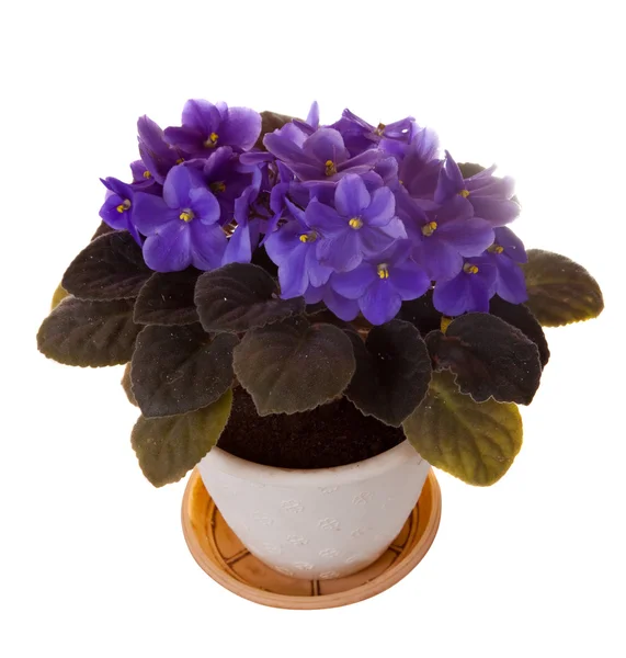 stock image Violet in pot on white background