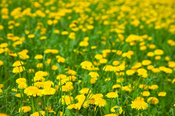 Dandelion meadow — Stock Photo, Image