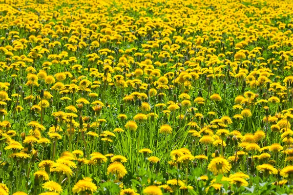 노란 민들레와 초원 — 스톡 사진